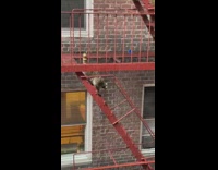 Raccoon climbs down red fire escape ladder 