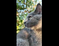 Cat hears the bird tweets and chatters