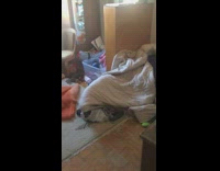 Brown spotted dog runs from under cover to pee 