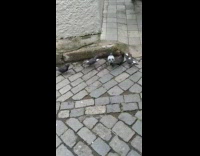 Sparrow steal bread from fighting pigeons