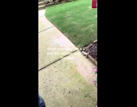 Trying to get dog pee sample