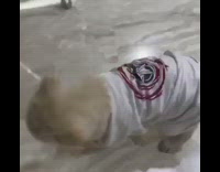 Golden retriever puppy white captain america shirt 