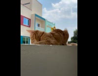 Orange cat sits on edge of balcony