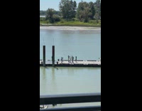 Six girls dance choreography dock lake water 