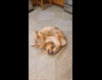 Dog in funny position reaching for tail