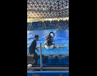 Orca jumps out pool shaking head tongue out