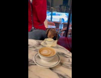 Dog eats cream on cup at table