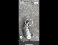 Guy uses iphone to measure dead rat 