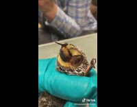 Small bat gets fed water and medicine through tube