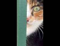 Filmer show pet calico cat on window railings