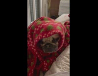 Pug wears red blanket