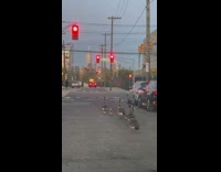 Canadian gooses walk with their offspring on street 