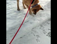 Dog rolled and fell on the snow