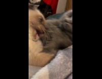 Cat snarls at other cat while playing