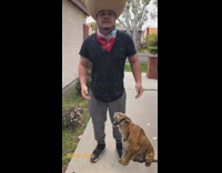 Mike exotic grey cat mexican flag bandana 