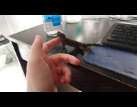 Pet lizard licks hand that massages its body on the table