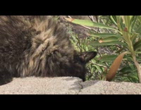 Cat over blocks grumpy with guy touch