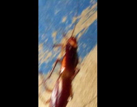 Two cockroach mate crawl away while stuck together