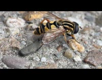 Cool close up video of Helophilus insect