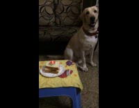big brown dog with bread as birthday cake