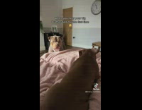 Dog scared by other dogs loud bark