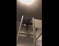 Collab DailyDoseOfInternet - Black cat jumps down white ladder boy