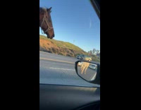 Runaway animals on highway 