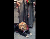 Man with daughter and dog as Harry Potter characters