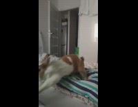 Bunny jump up and down bed slow motion