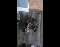 Cat scratch back rolls on the floor