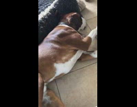 Brown dog has bad dream wakes up 