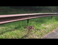Baby deer separated from mom road 