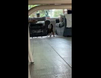 Cat Jumps to Window then Runs Outside through Door