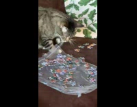 Cat on couch grabs puzzle piece with paw 