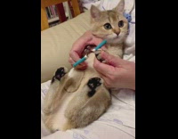 Girl cuts nails brown cat blue scissors 
