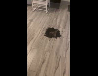 Basement drain overflows dirty water during rainstorm