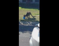 Wild Kangaroo drinks water from the blue bucket