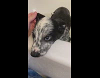Black and white dog inside of bathtub crying and whimpering