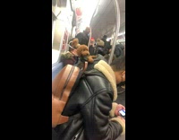 Brown puppy sits in bag on train 