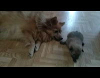 big dog plays with new born puppy