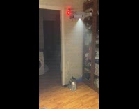 Collab BitchMP - Drone in house flies over grey cat sitting on floor 