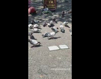 Lady Gathers Pigeons with Fake Ones 