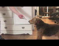 Dog try to bite deck of cards