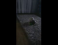 Puppy plays with toy on rug