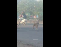 Street dog walks and pulls another dogs leash 
