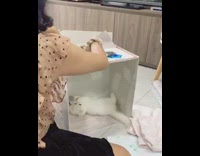 Brown shirt girl white cardboard house cat 