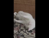 White cat rolls over to stretch 