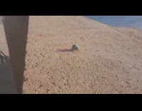 Small hermit crab crawls falls from wall