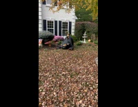 Dog barks at inflatable cat halloween decoration