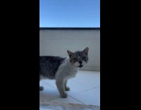 Cat on balcony hiss and climb wall